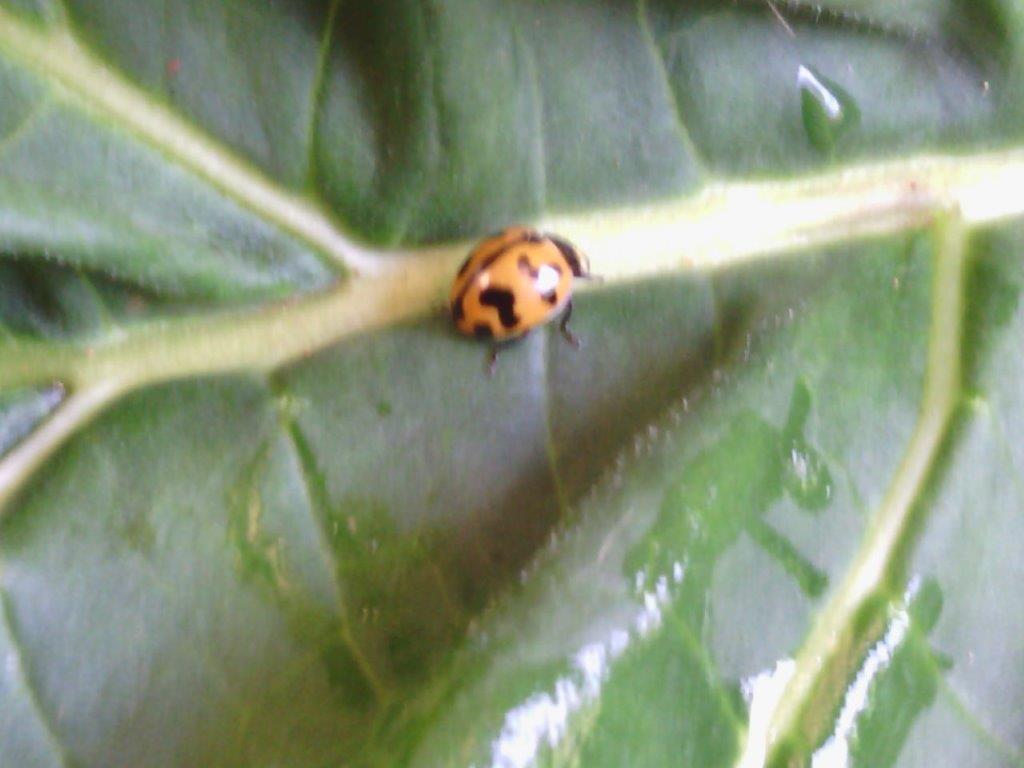 Lady Beetle