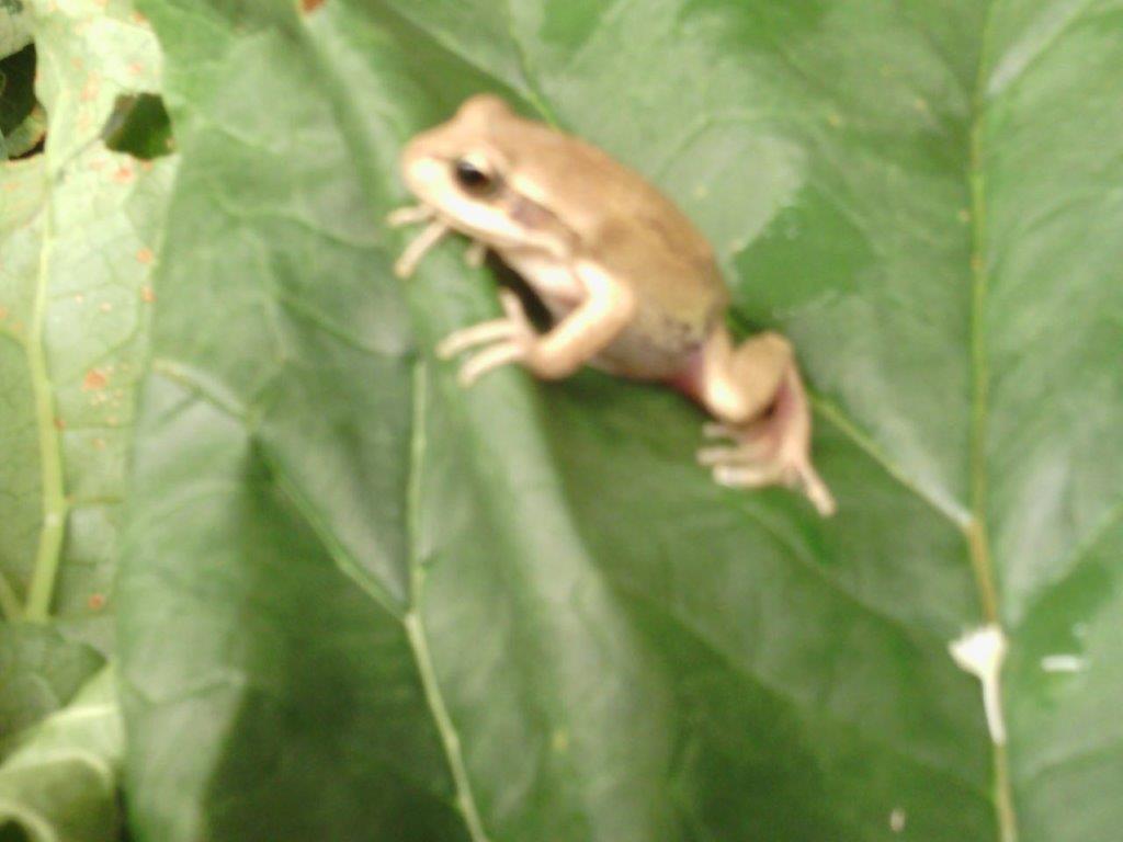 Frog