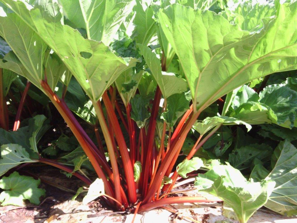 Rhubarb Plant