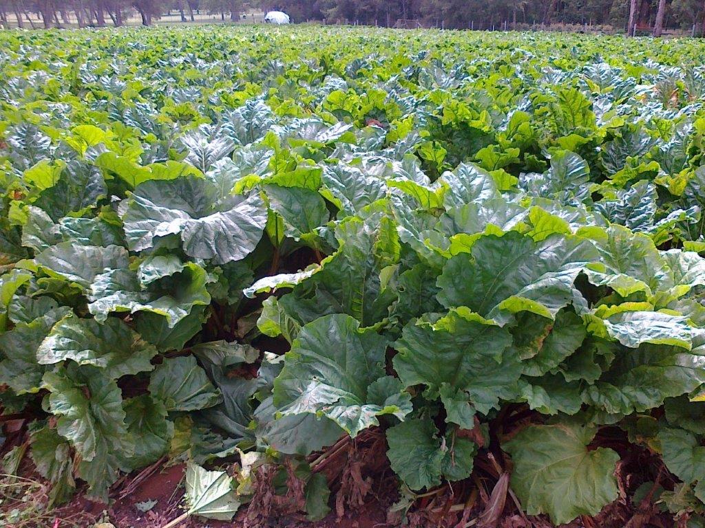 Quality rhubarb ready for harvest