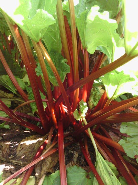 Rhubarb plant